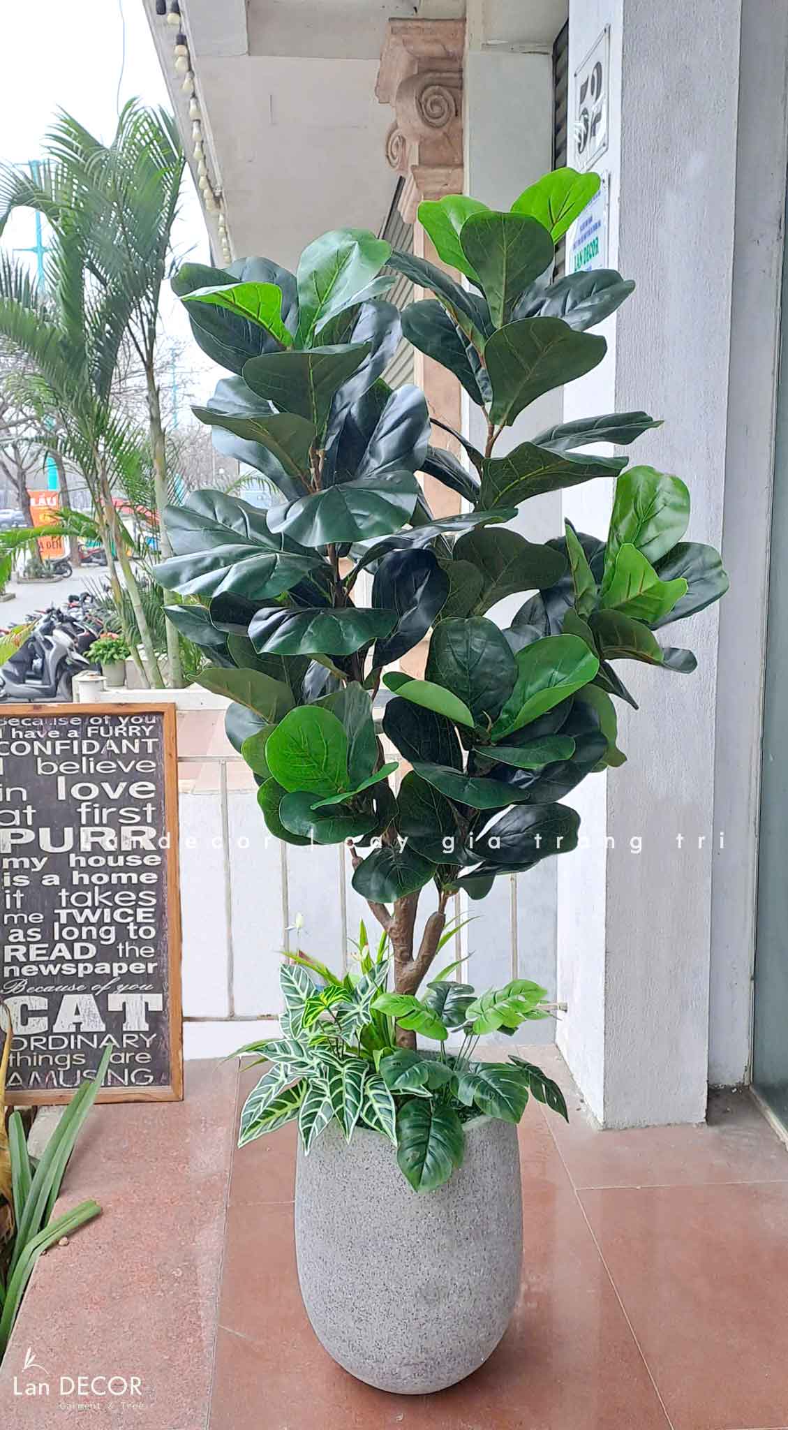 Cây Giả Decor- Cây Bàng Thiết Kế Trang Trí Không Gian (145cm)- CC1045