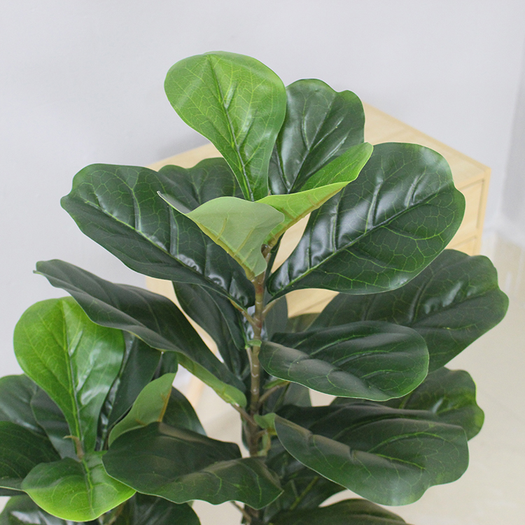 CÂY BÀNG SINGAPORE 2 NHÁNH (90cm) - LC2924