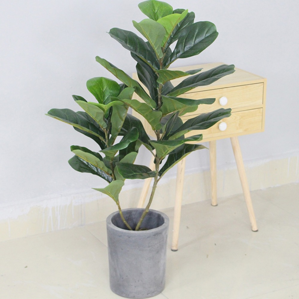 CÂY BÀNG SINGAPORE 2 NHÁNH (90cm) - LC2924