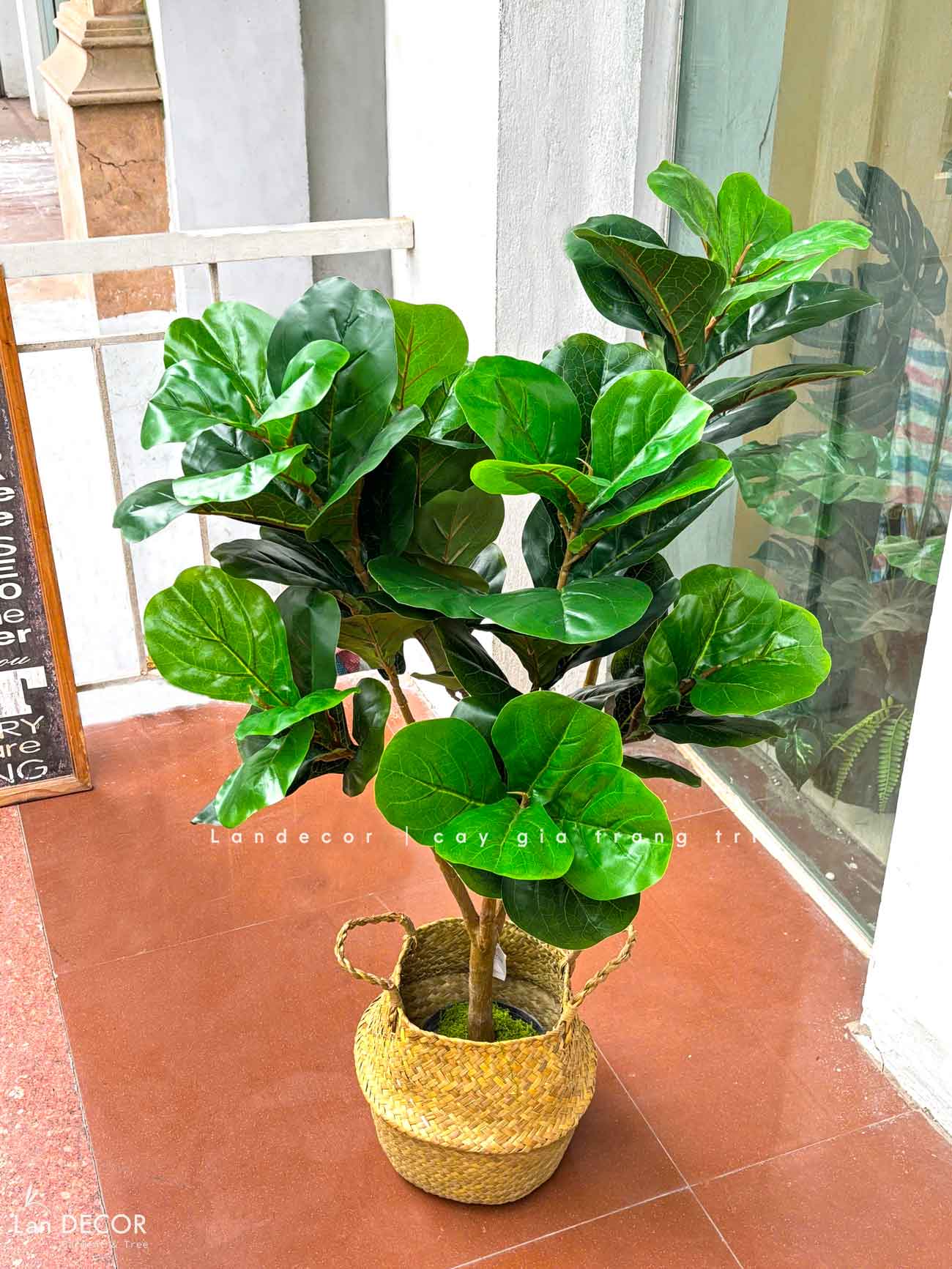 Cây Bàng Sing Giả- Cây Bàng Singapore Trang Trí Nội Thất Landecor ( 105cm) - LC3170