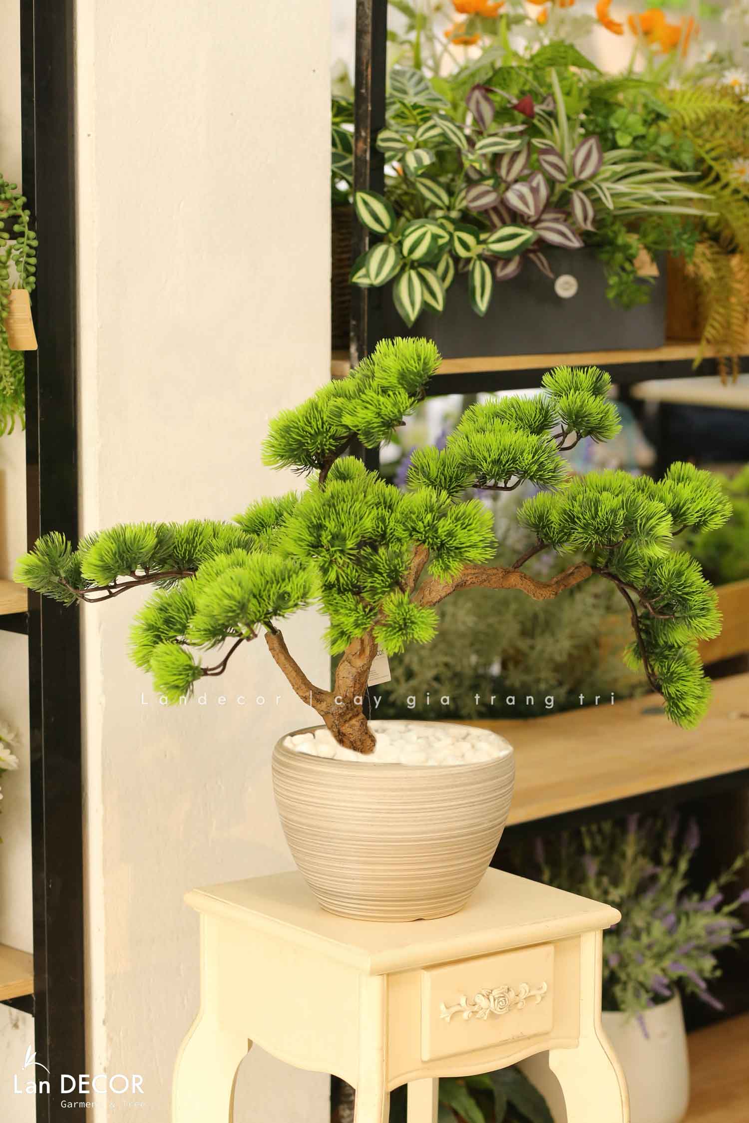 Cây Bonsai Thiết Kế - Cây Tùng Bonsai Giả Thiết Kế Để Bàn Phòng Khách (55cm)- CC1272