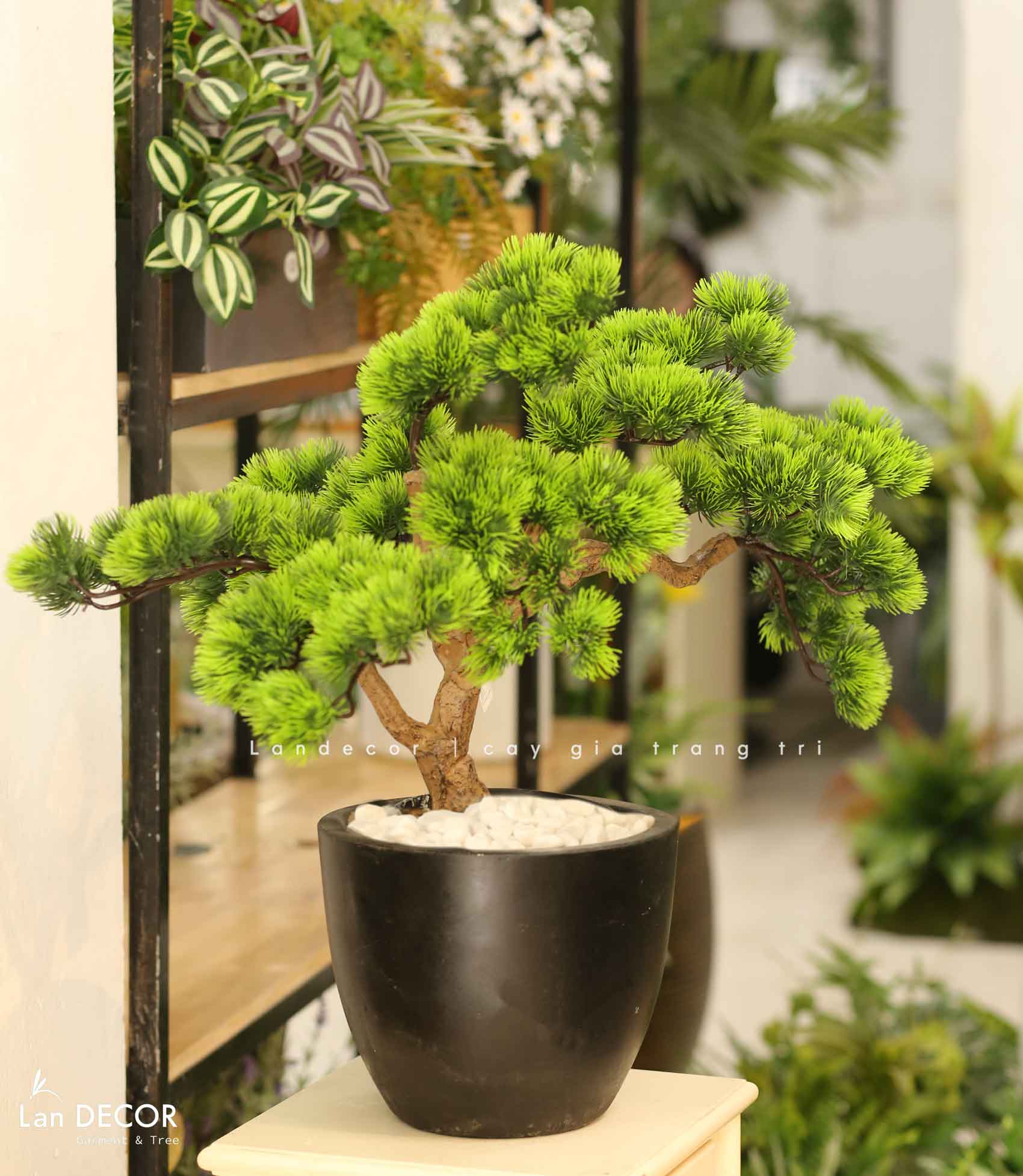Cây Bonsai Thiết Kế - Cây Tùng Bonsai Giả Thiết Kế Để Bàn Phòng Khách (55cm)- CC1272