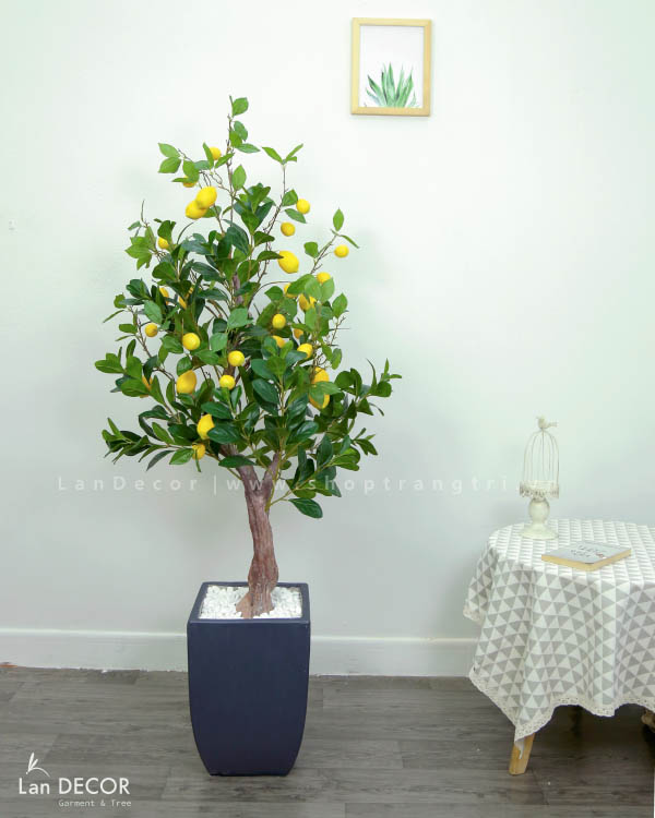 CÂY CHANH MỸ TRANG TRÍ PHONG CÁCH HIỆN ĐẠI (160CM) - CC152