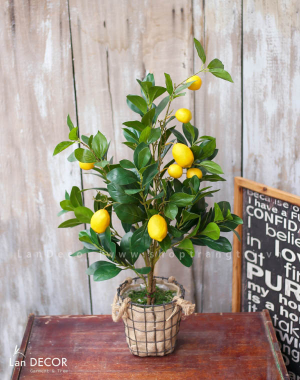 CÂY CHANH MỸ ĐỂ BÀN TRANG TRÍ NỘI THẤT LAN DECOR (85CM) - CC146