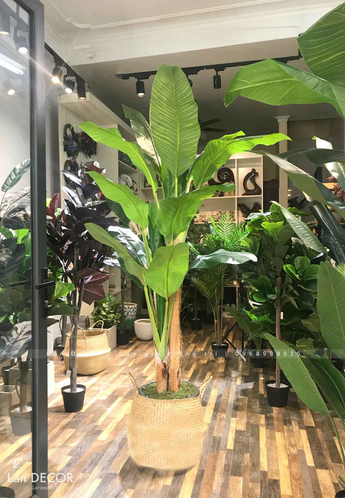 CÂY CHUỐI CẢNH (230cm) - LC1598