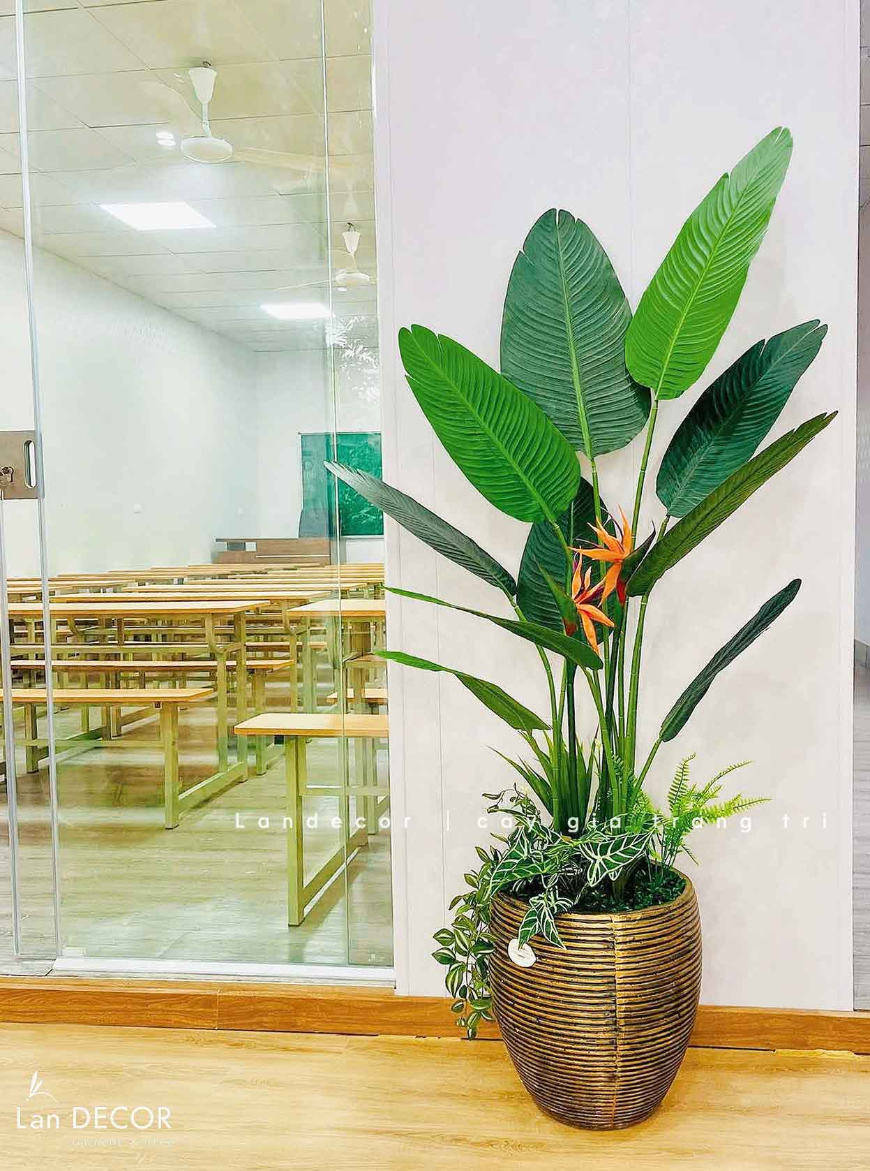 CÂY CHUỐI RẺ QUẠT THIẾT KẾ KHÔNG GIAN XANH (170cm)- CC868