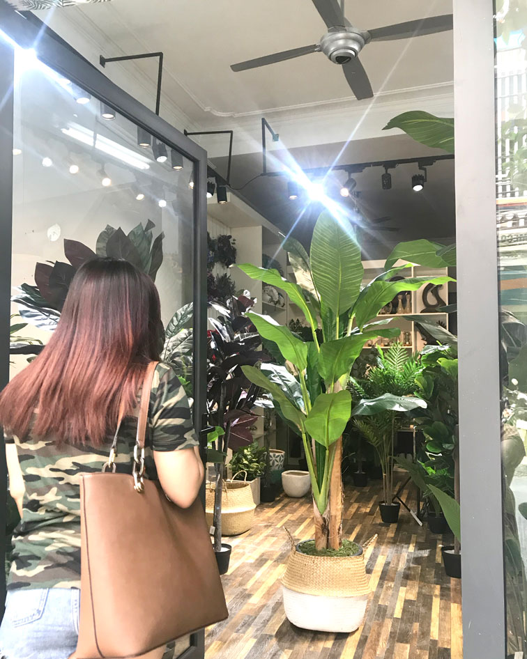 CÂY CHUỐI CẢNH (200cm) - LC2648-1