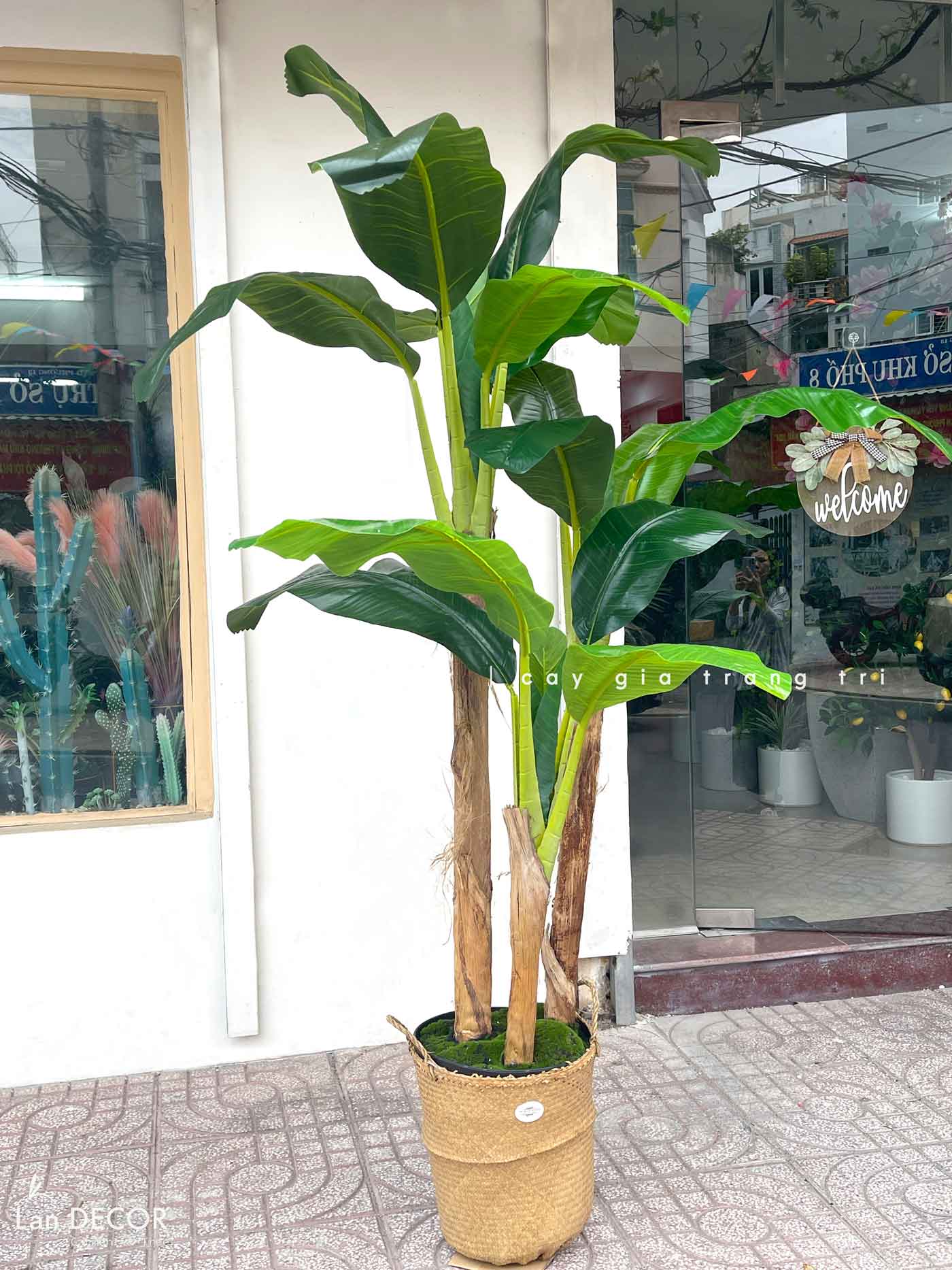 CÂY CHUỐI CẢNH (230cm) - LC1598