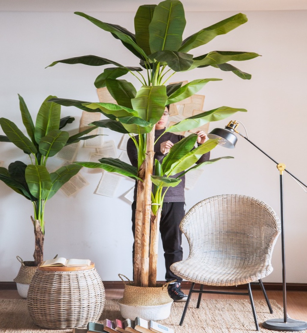 CÂY CHUỐI CẢNH (200cm) - LC2648-1