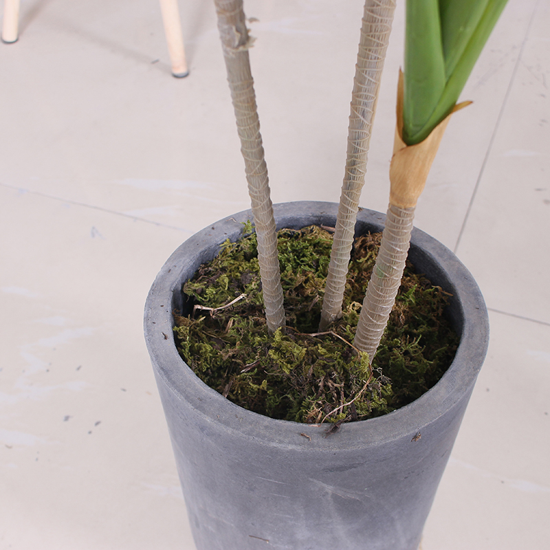 CHẬU CÂY DỪA TRANG TRÍ TIỂU CẢNH LANDECOR (115cm) - LC2959 mix