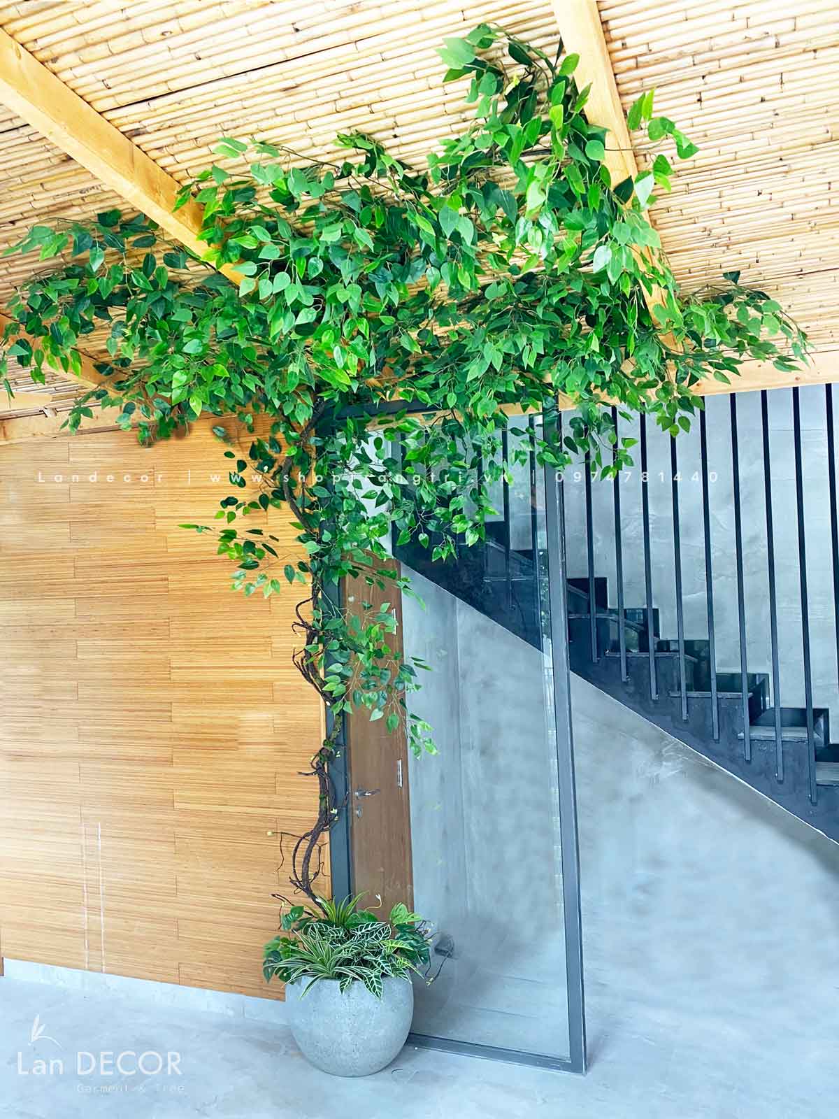 Mẫu cây leo, giàn cây leo, thả trần trang trí tường, đẹp tự nhiên
