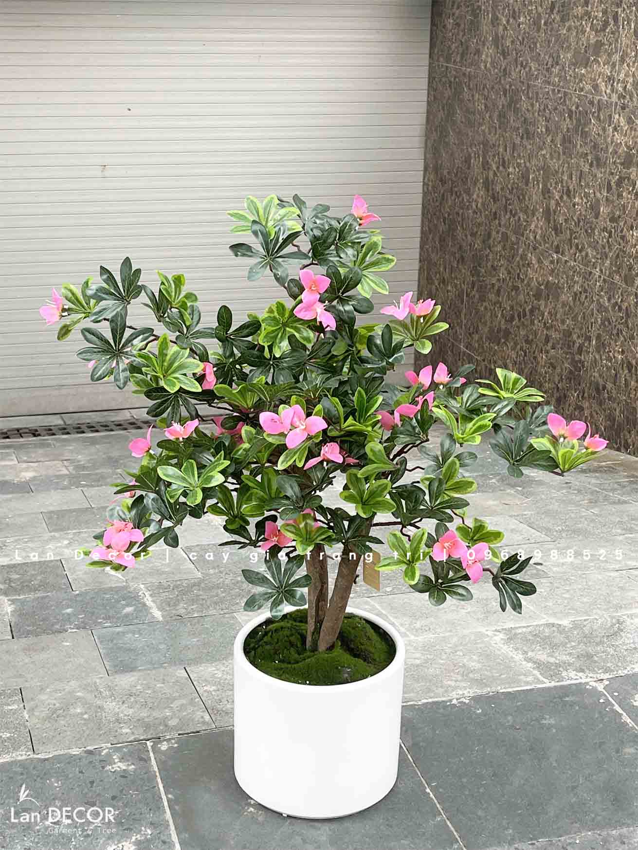 Cây hoa Đỗ Quyên dáng bonsai trang trí LanDecor (100cm) - CC550
