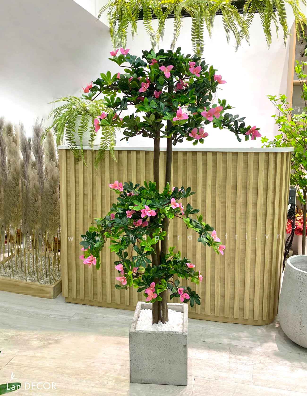 TỔNG HỢP CHẬU CÂY HOA ĐỖ QUYÊN TRANG TRÍ NỘI THẤT