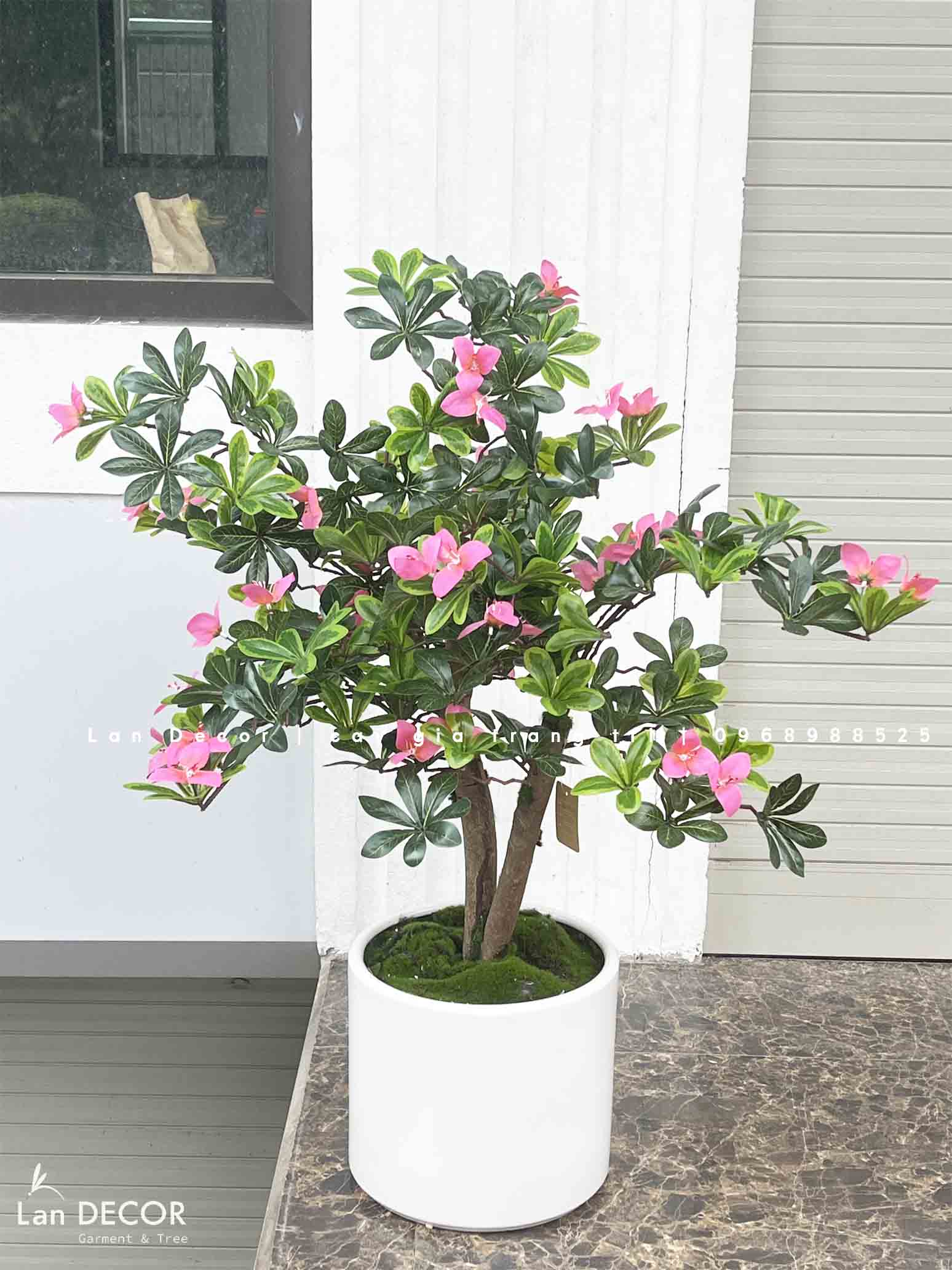 Cây hoa Đỗ Quyên dáng bonsai trang trí LanDecor (100cm) - CC550