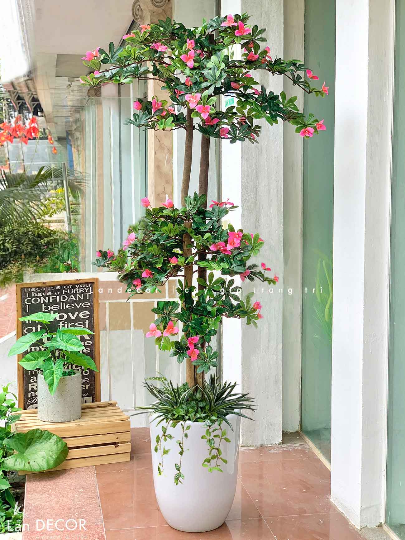 Cây hoa Đỗ Quyên cây cảnh trang trí 165 cm - LC2450