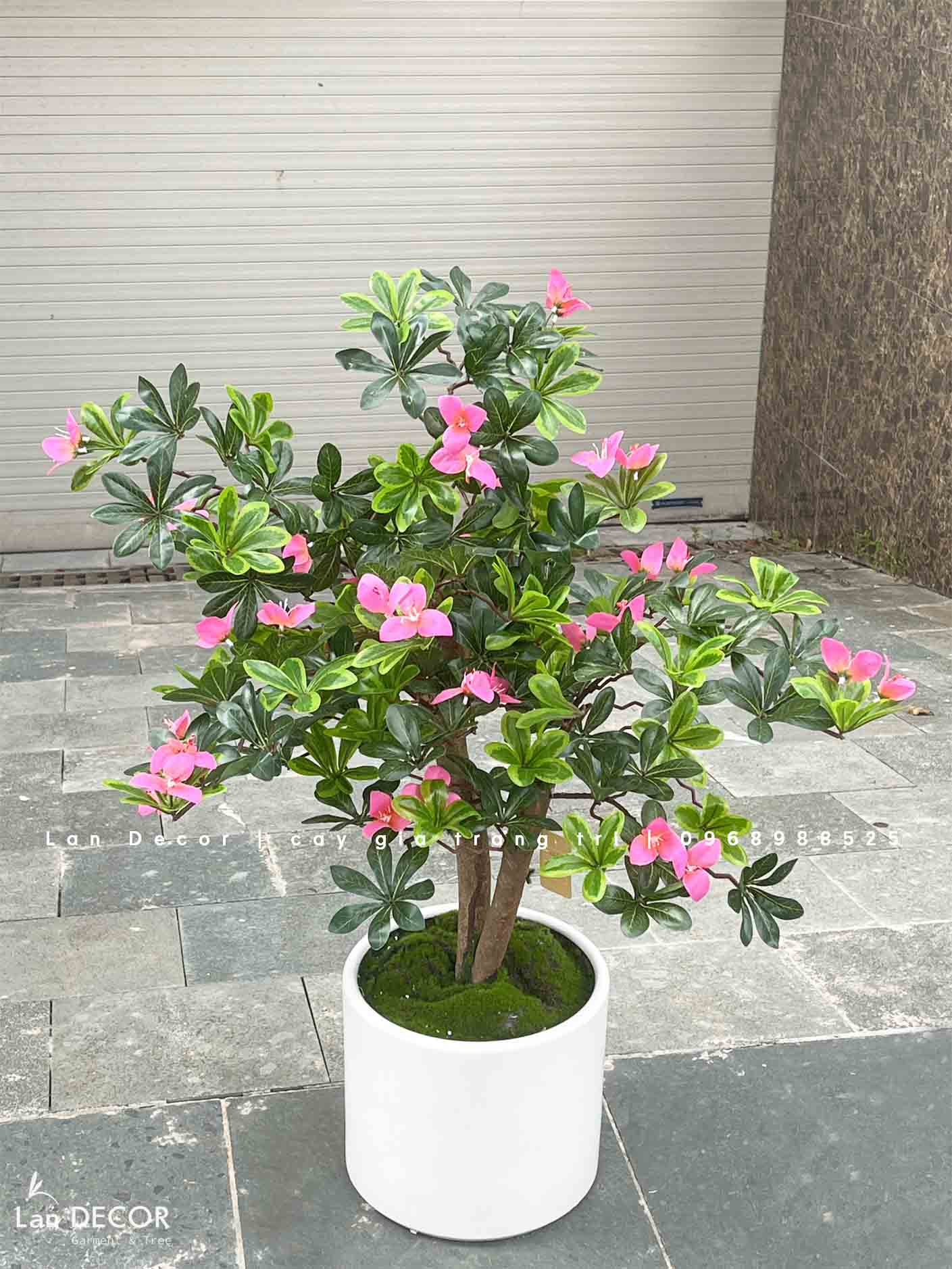 Cây hoa Đỗ Quyên dáng bonsai trang trí LanDecor (100cm) - CC550