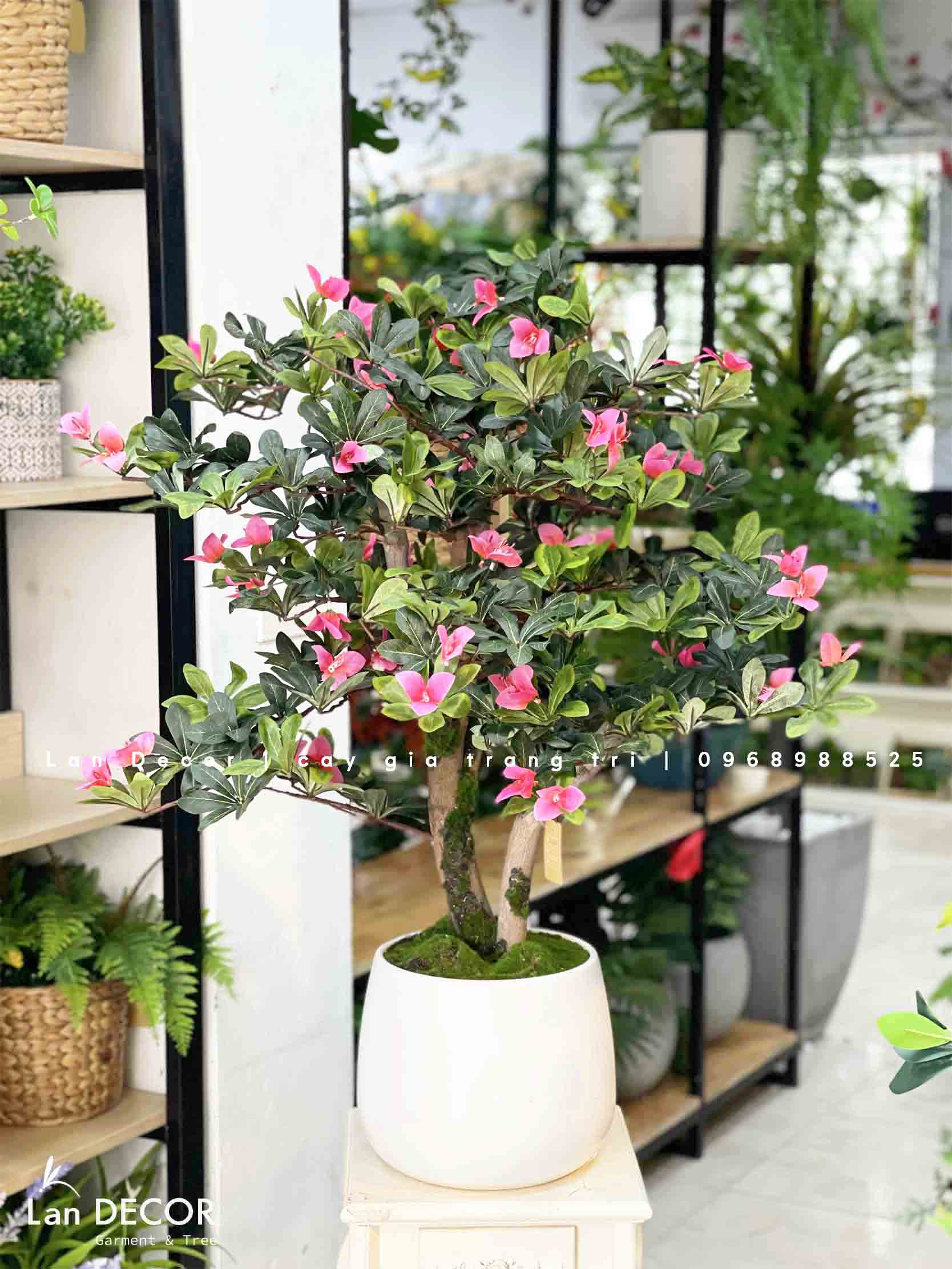 Cây hoa Đỗ Quyên dáng bonsai trang trí LanDecor (100cm) - CC580