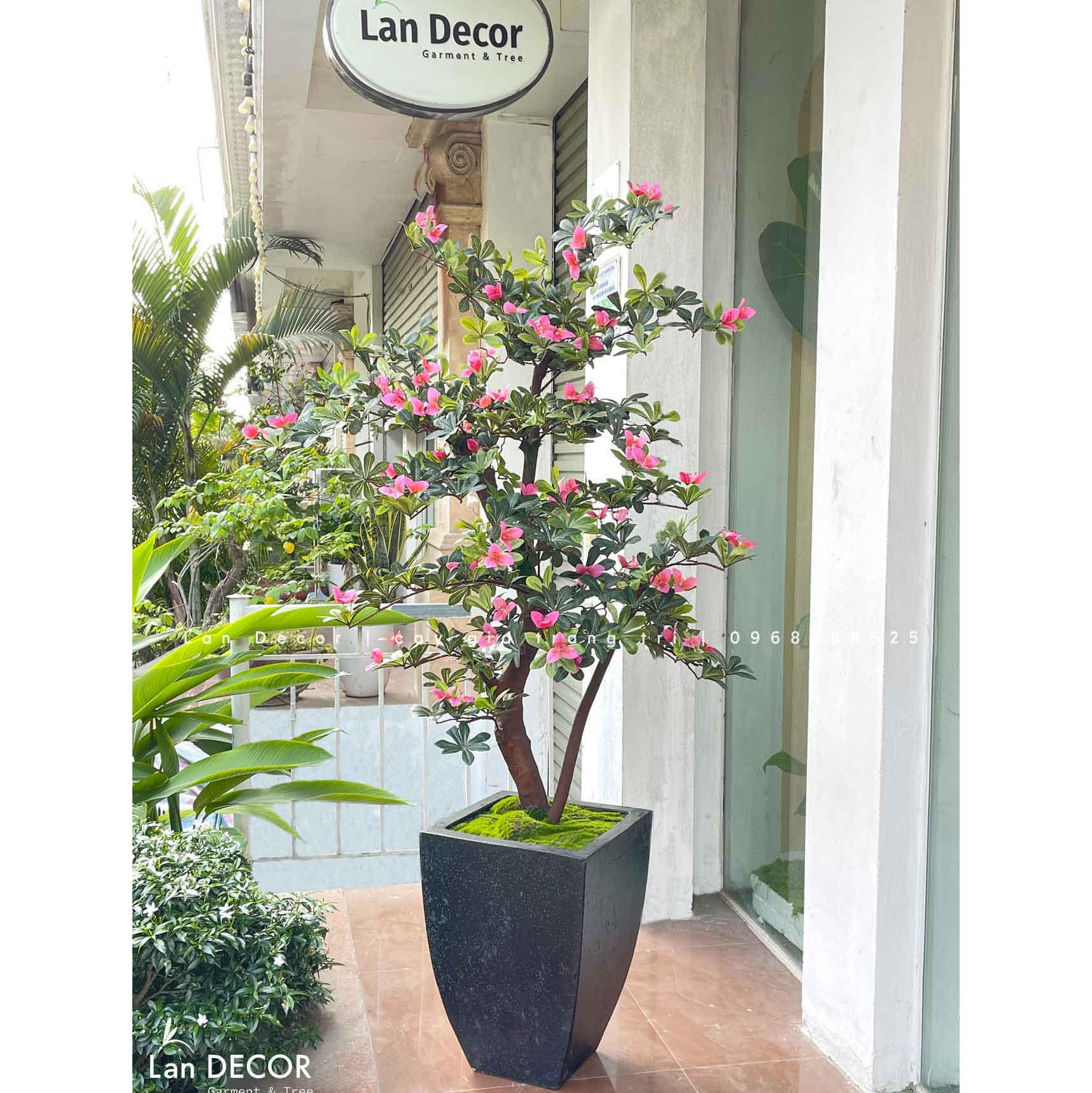 CHẬU CÂY ĐỖ QUYÊN TRANG TRÍ CỬA HÀNG (170cm)- CC874