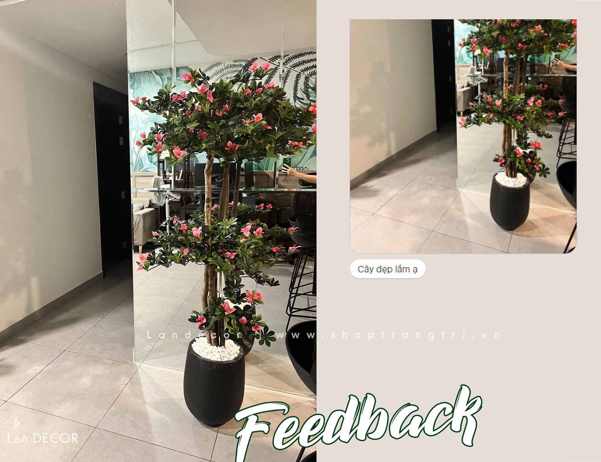 TỔNG HỢP CHẬU CÂY HOA ĐỖ QUYÊN TRANG TRÍ NỘI THẤT