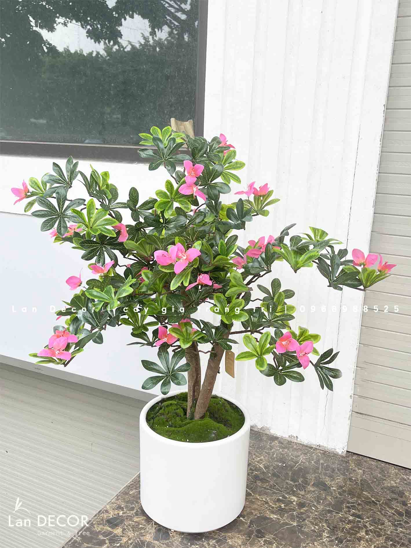 Cây hoa Đỗ Quyên dáng bonsai trang trí LanDecor (100cm) - CC550