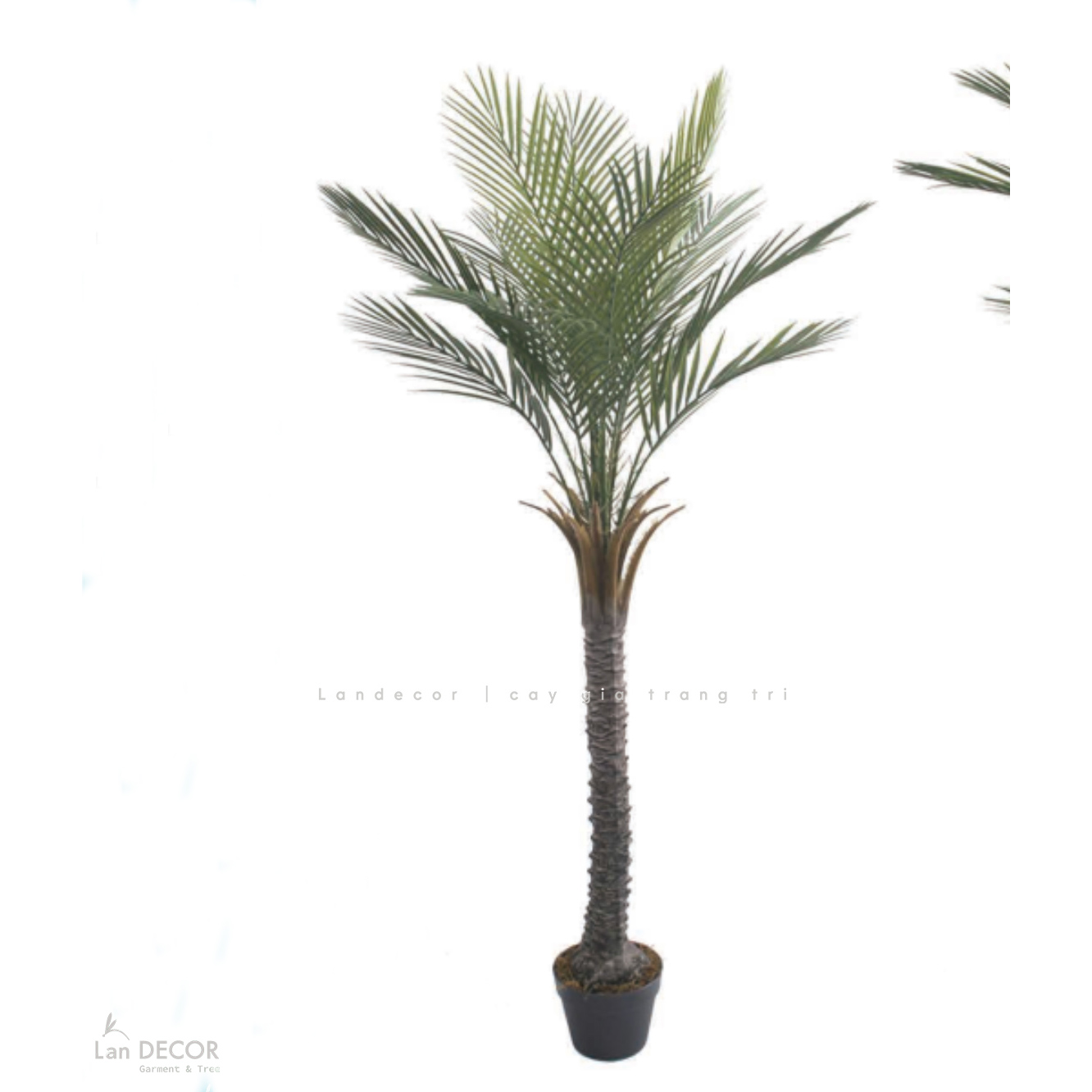 Dừa Cảnh Giả - Cây Dừa Nam Phi Giả Decor Cửa Hiệu, Điểm Nhấn Không Gian Xanh (150cm)- LC3567-150cm