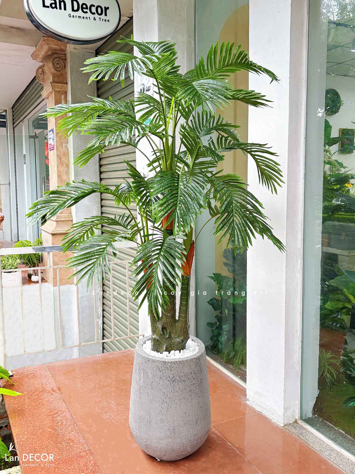 Cây dừa cảnh trang trí nhà đẹp Landecor ( 165cm) - LC3062