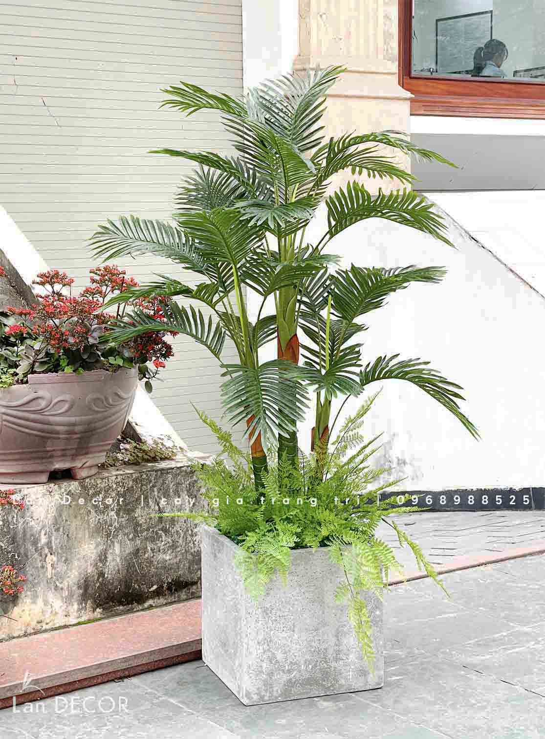 CHẬU CÂY DỪA CẢNH TÔ ĐIỂM KHÔNG GIAN XANH (1m65)- CC835.1
