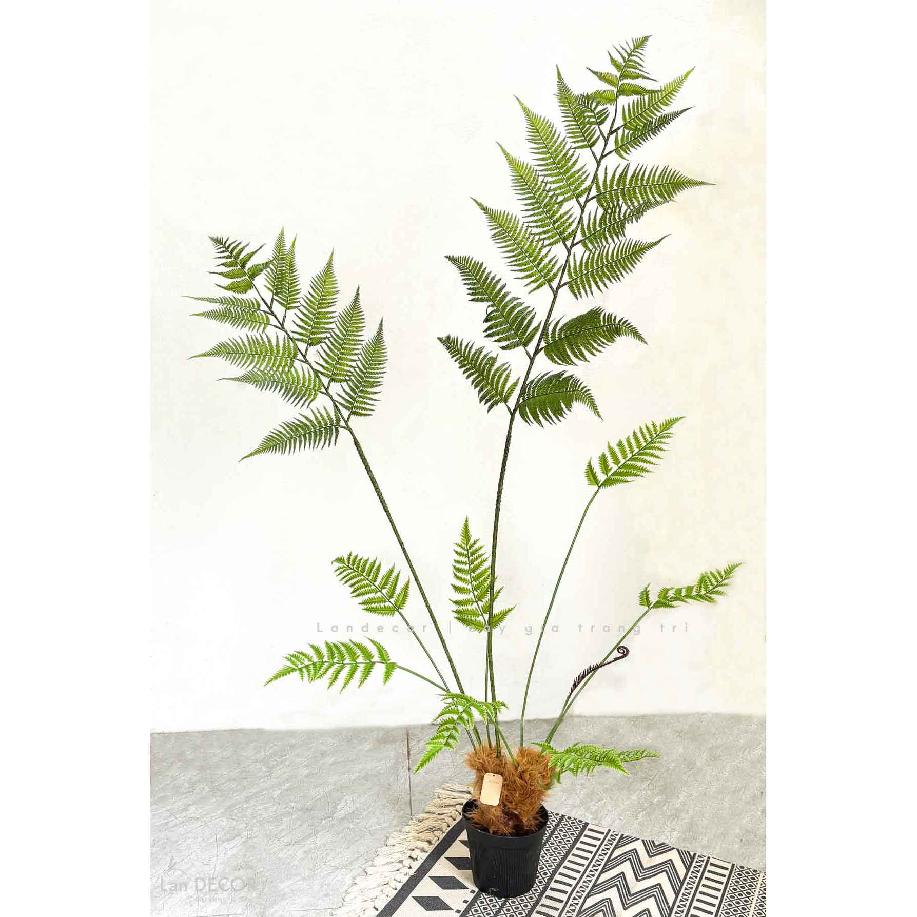 Dương Xỉ Giả- Dương Xỉ Culi Trang Trí Bồn Tiểu Cảnh Xanh Tự Nhiên (170cm)- CC1062