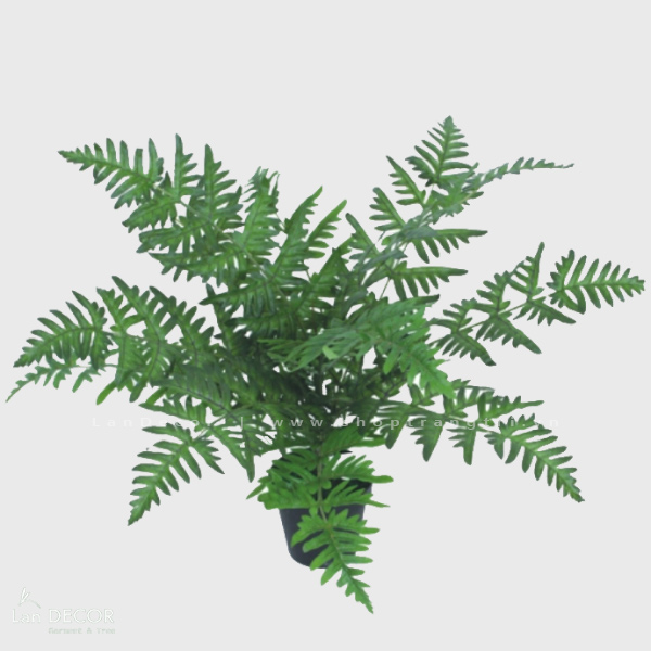 Cây dương xỉ cây cảnh trang trí nhà đẹp (50cm) - LC353-1