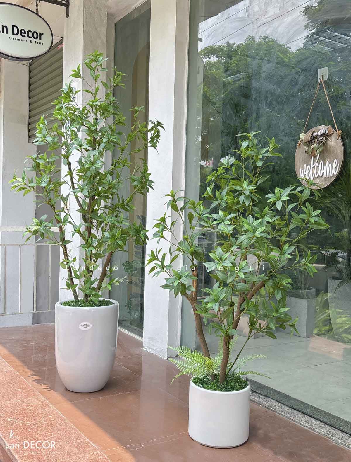 Cây Lá Giả- Cây Asebi Giả Trang Trí Văn Phòng (190cm)- CC1058