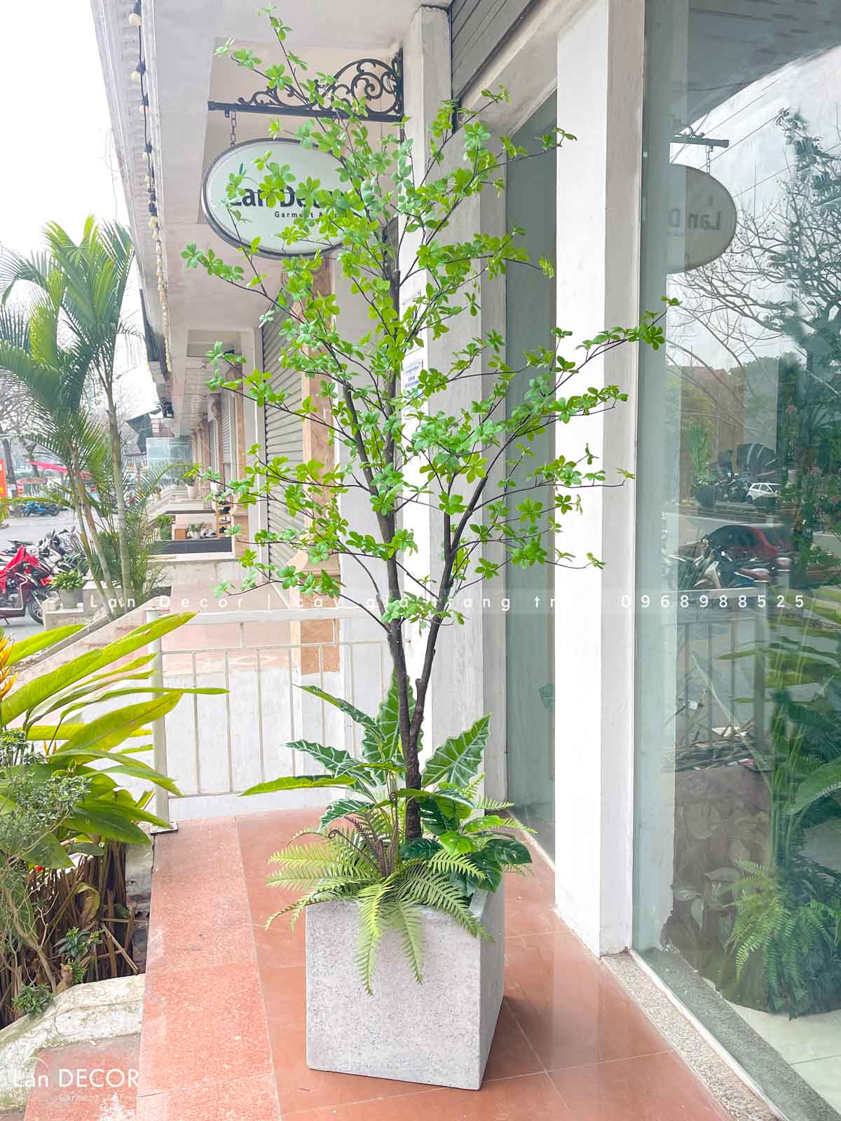 cay-thach-nam