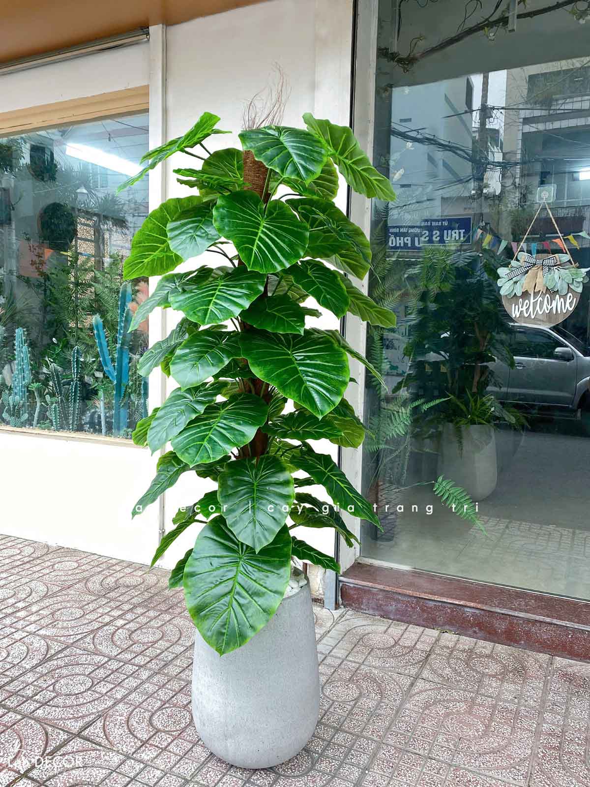 CÂY TRẦU BÀ CỘT TRANG TRÍ NỘI THẤT ĐẸP (145cm) - LC1992-1