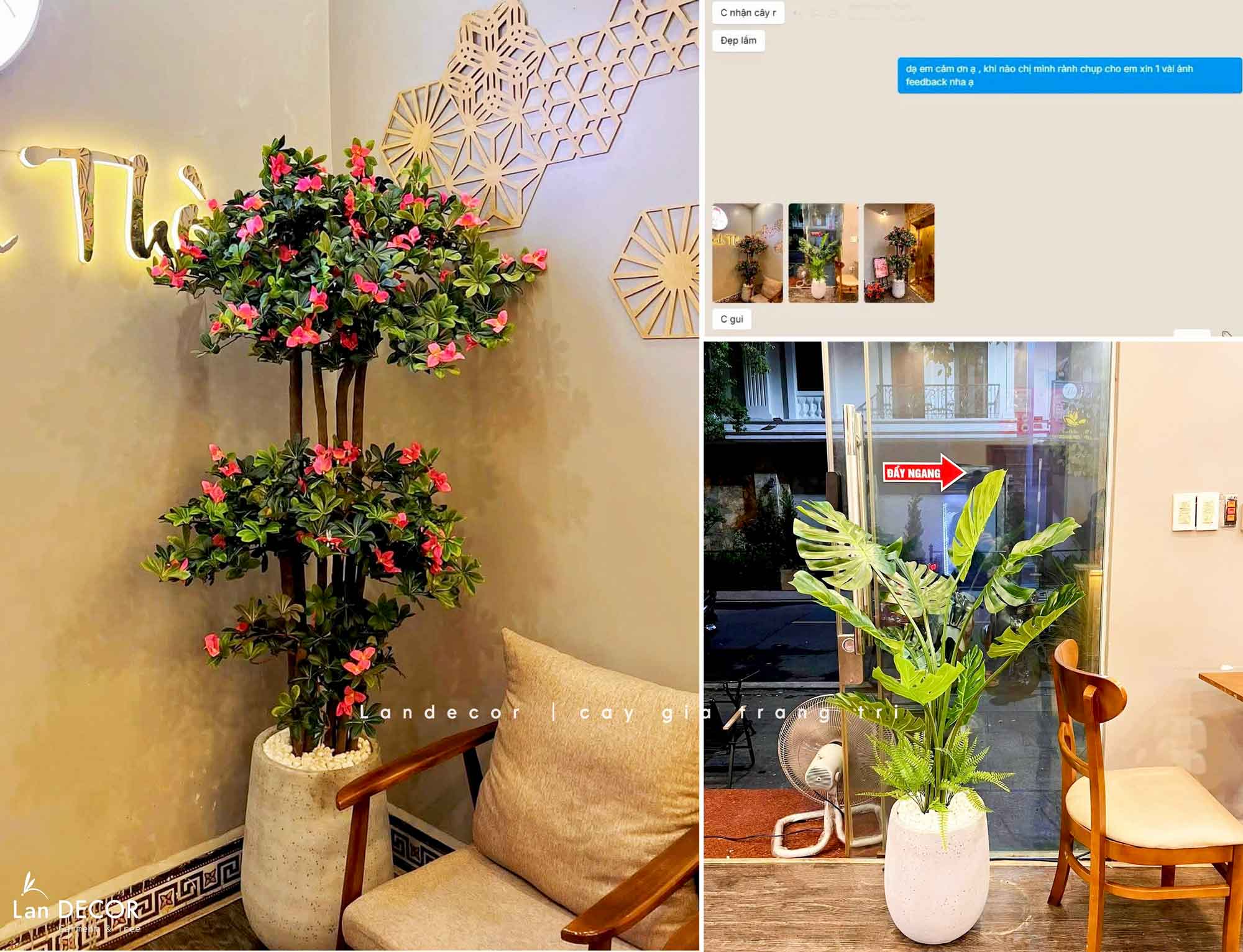 Cây hoa Đỗ Quyên cây cảnh trang trí 190 cm - LC2450-Ghép