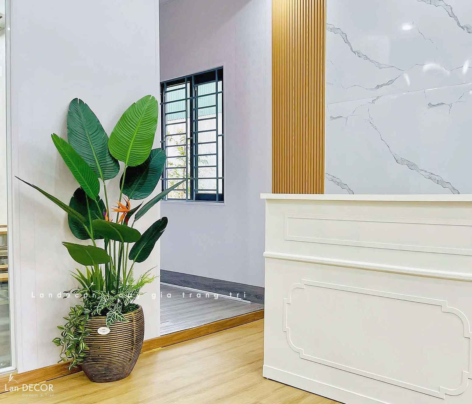 CÂY CHUỐI RẺ QUẠT THIẾT KẾ KHÔNG GIAN XANH (170cm)- CC868