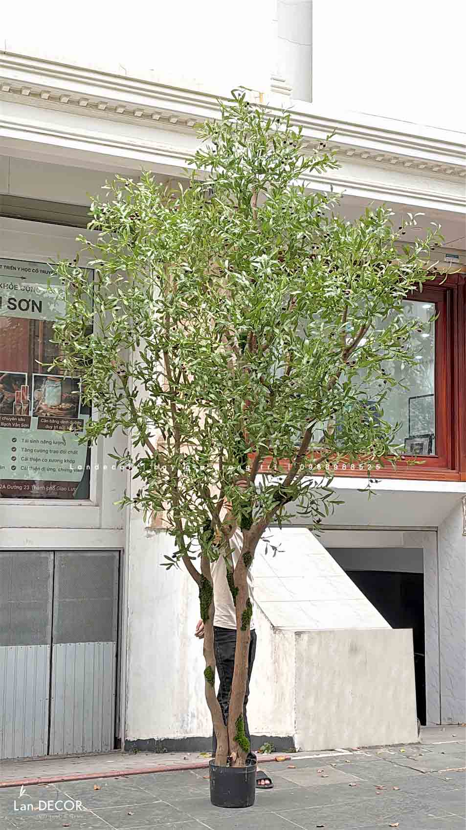 Cây Oliu Lớn Thiết Kế Tiểu Cảnh Giếng Trời Độc Đáo (4m)- CC1003