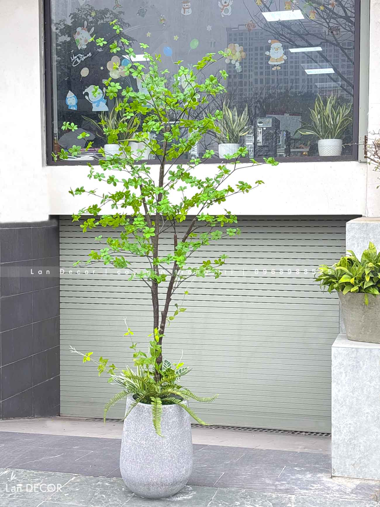 Cây Thạch Nam Nhật Bản Thiết Kế Không Gian Xanh (230cm)- CC1038