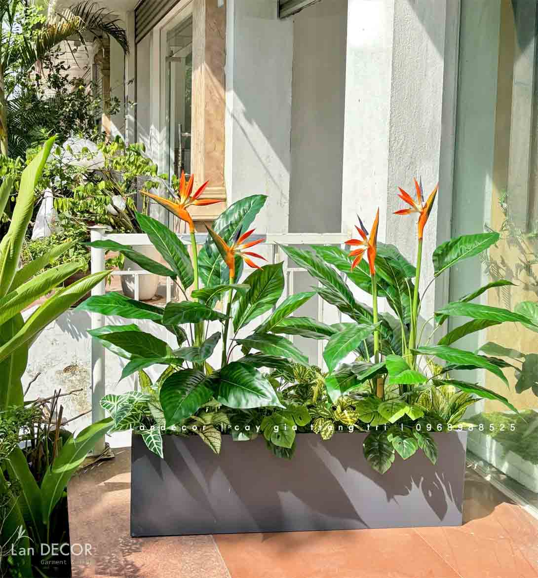 CÂY THIÊN ĐIỂU CÂY HOA THIÊN ĐƯỜNG TRANG TRÍ (100cm) - LC2947