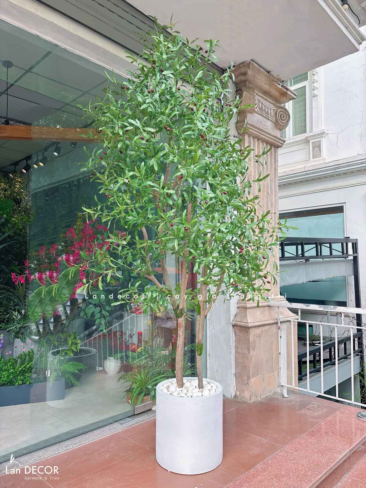 Cây Oliu trang trí nội thất LanDecor (240cm) - CC666
