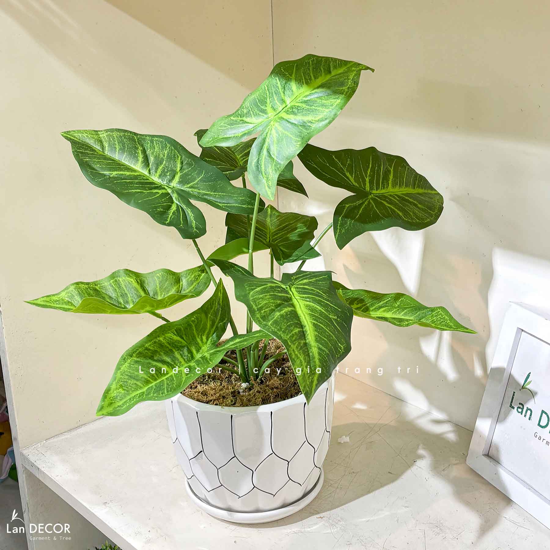CÂY LÁ MÔN TRANG TRÍ NHÀ ĐẸP (40cm) - LC3258