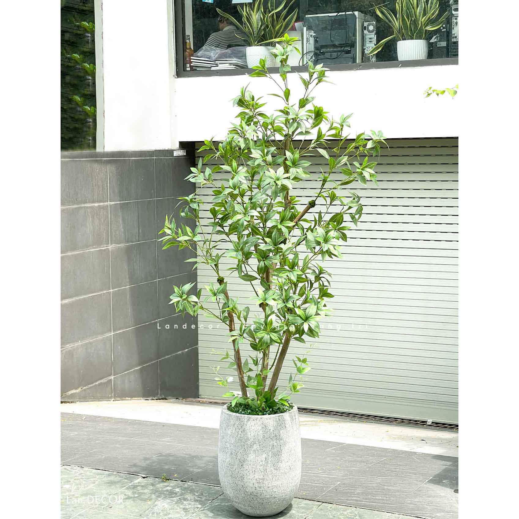 Cây Giả Decor- Cây Asebi Decor Không Gian Xanh (160cm)- CC1057
