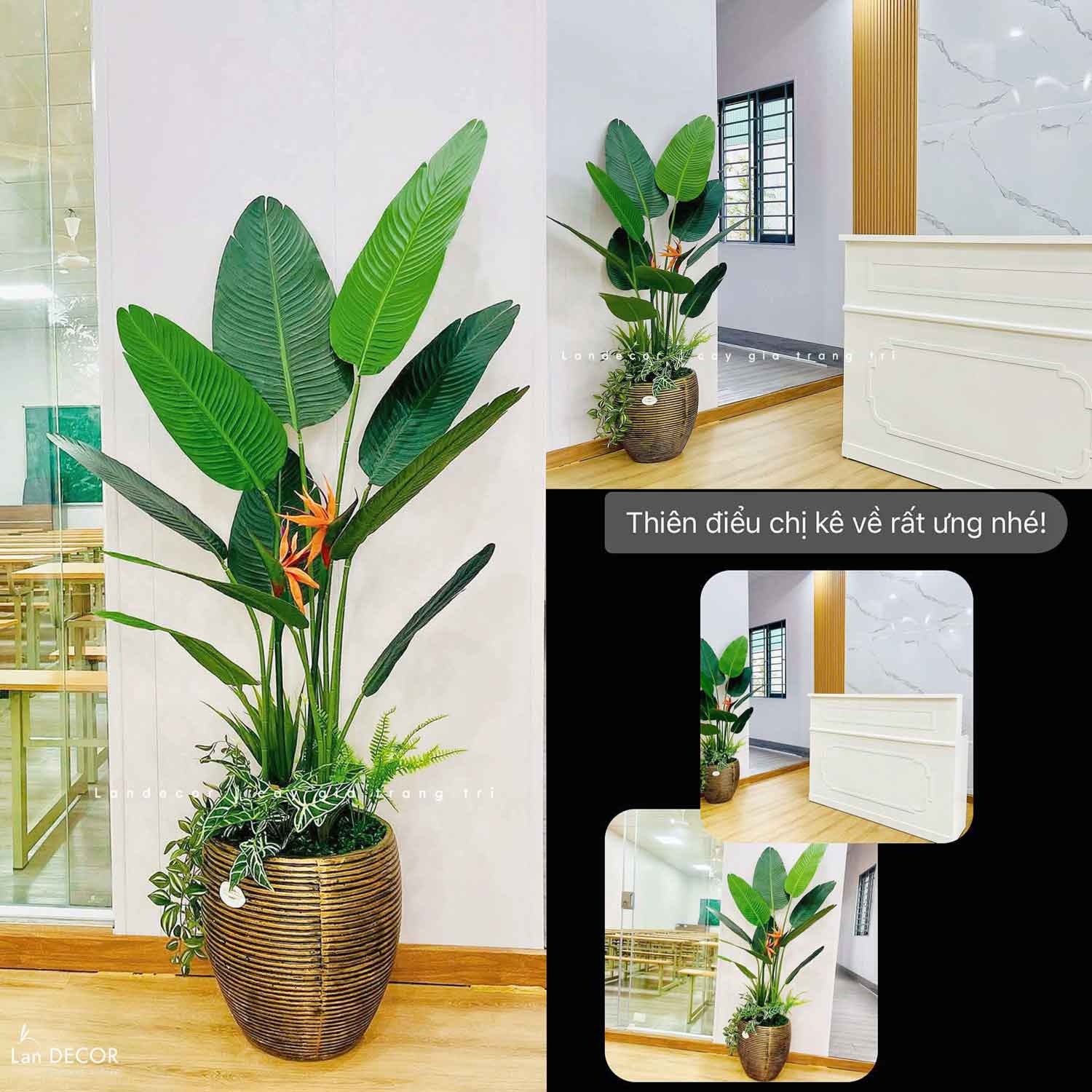 CÂY CHUỐI RẺ QUẠT THIẾT KẾ KHÔNG GIAN XANH (170cm)- CC868