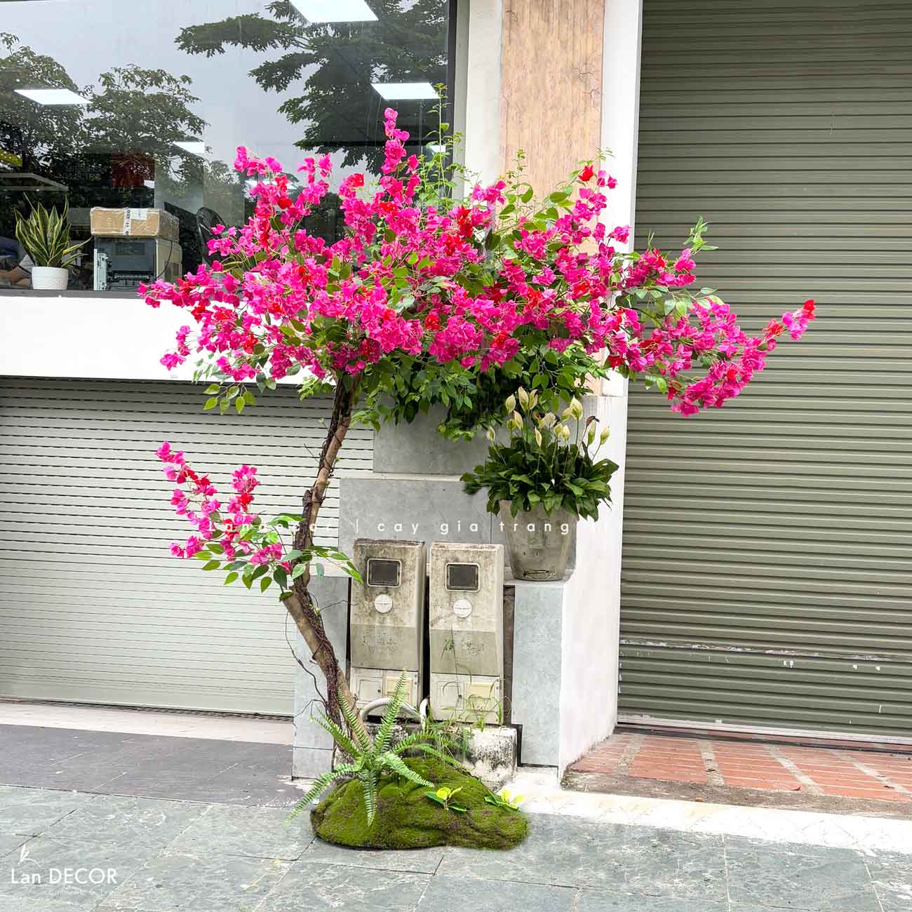 Tiểu Cảnh Cây Giả - Cây Hoa Giấy Dáng Huyền Decor Quán Cafe (230cm)- CC1089