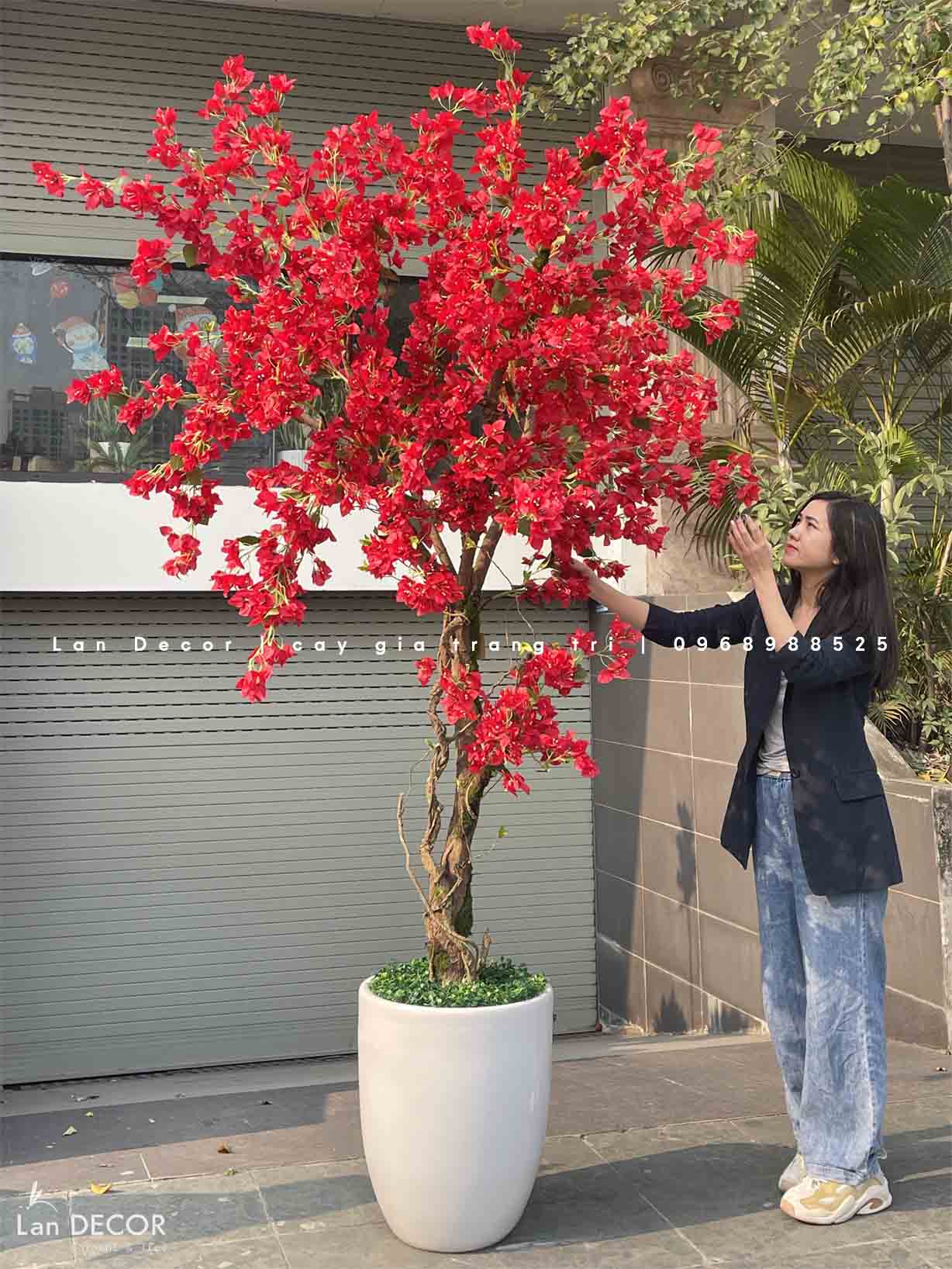 CHẬU CÂY HOA GIẤY ĐỎ RỰC RỠ THIẾT KẾ LAN DECOR (2m5) - CC817