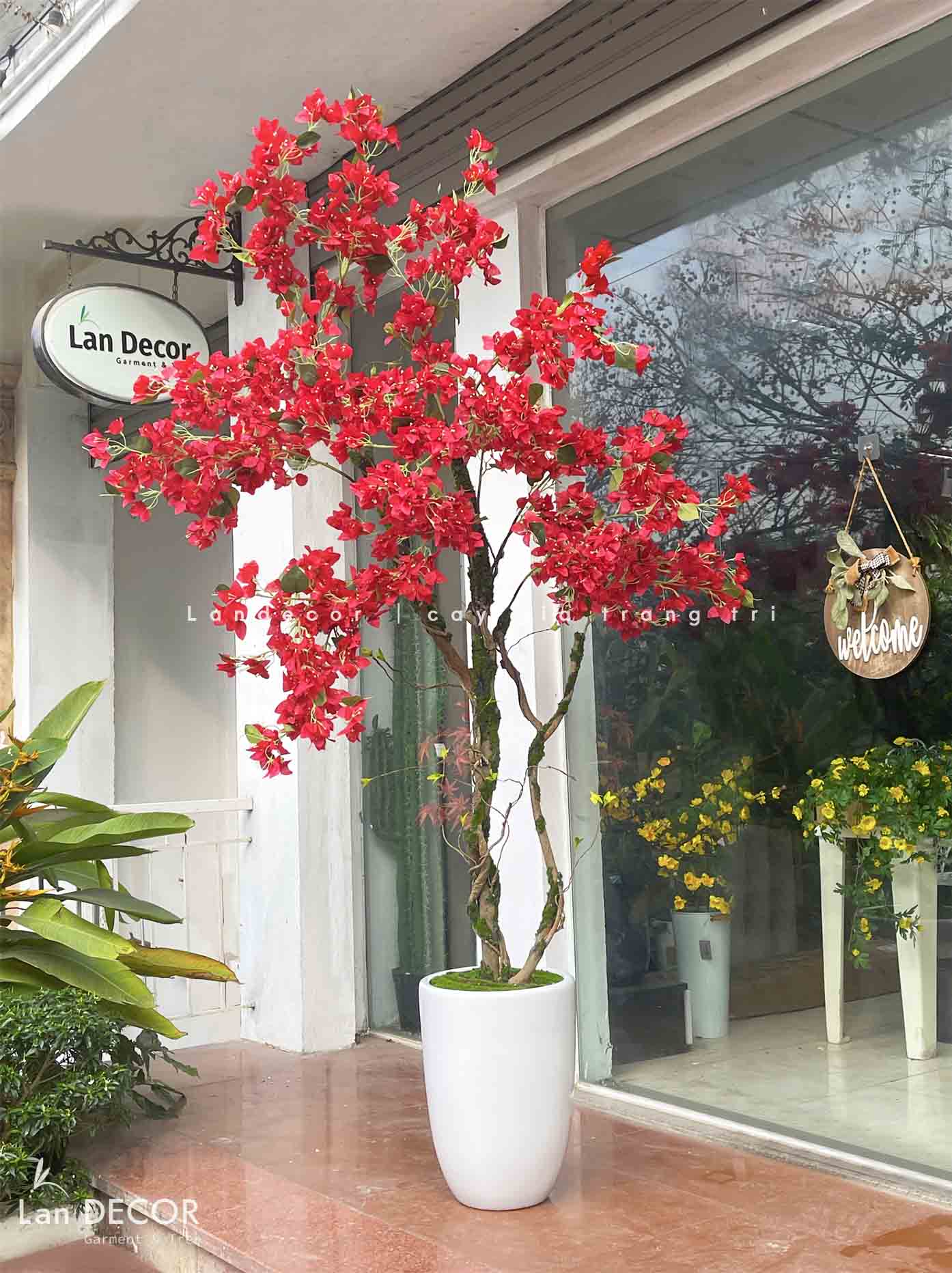 CHẬU CÂY HOA GIẤY ĐỎ TRANG TRÍ KHÔNG GIAN NỔI BẬT (2m1)- CC804