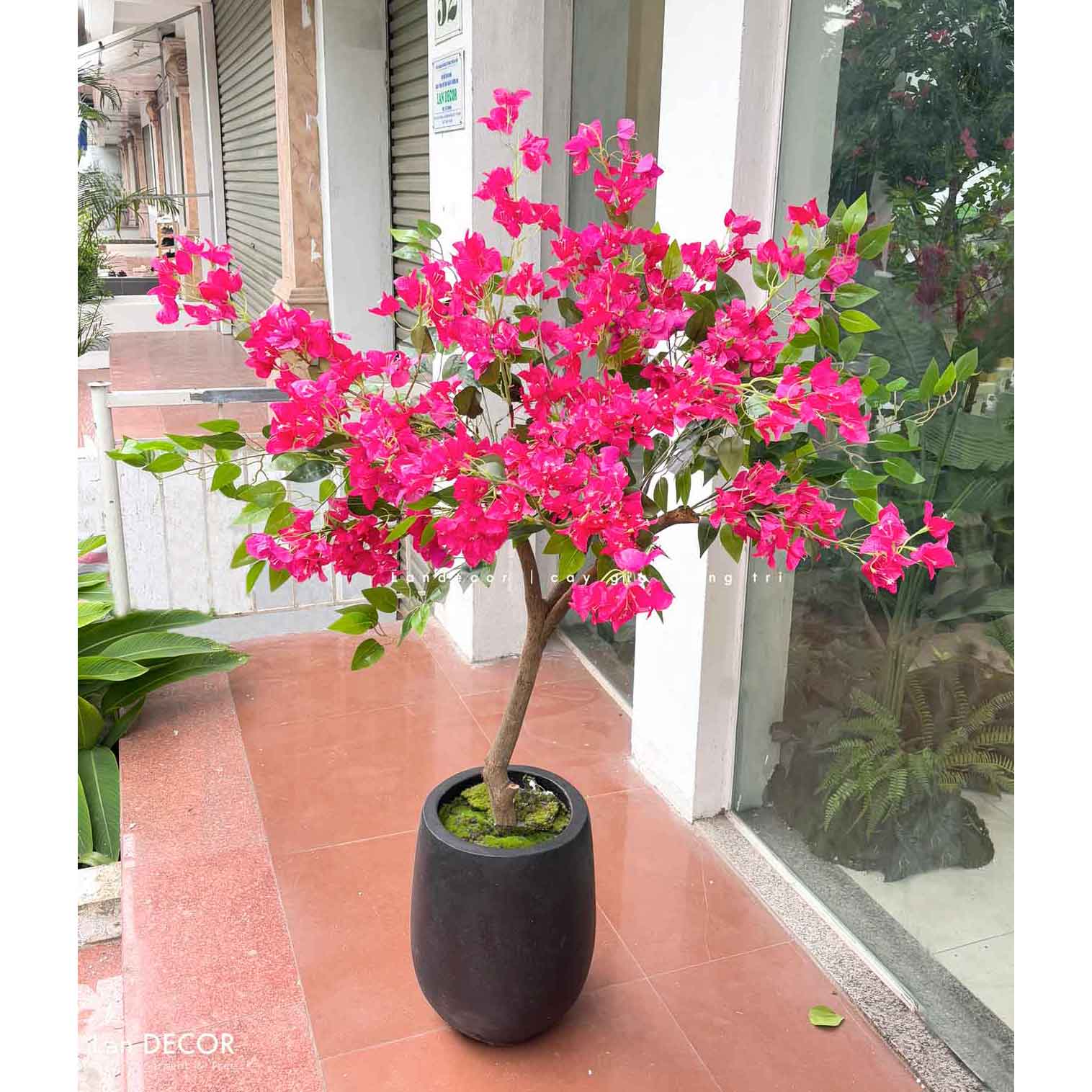 Cây Giả Decor- Cây Hoa Giấy Giả Thân Gỗ Tự Nhiên Trang Trí Cửa Hiệu (145cm)- CC1091