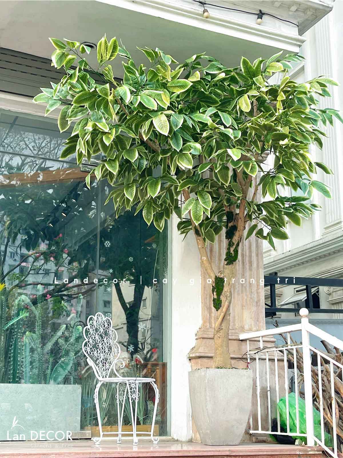 Cây Giả Trang Trí- Cây Khế Trang Trí Cửa Hiệu Ấn Tượng - CC1049