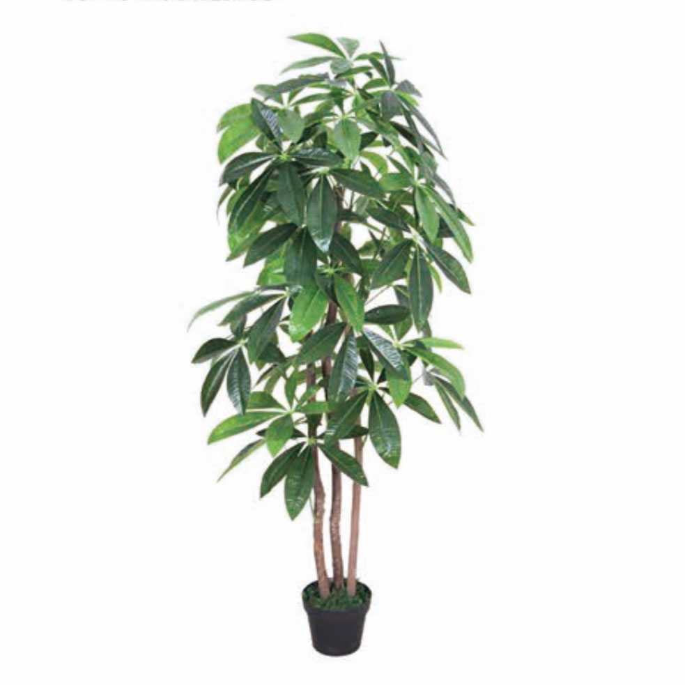 Cây kim ngân cao 1,5m - LC3002