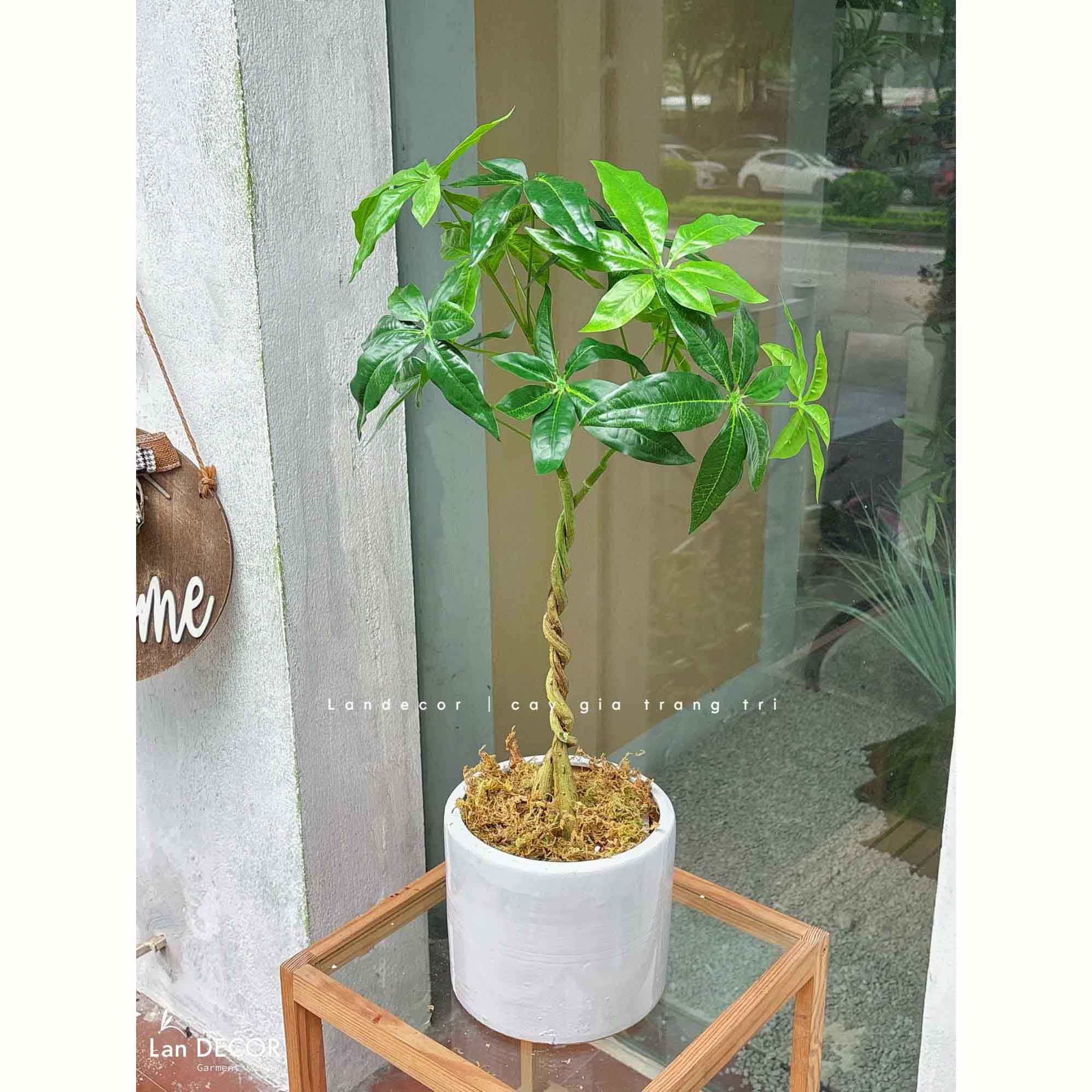 Cây Giả Trang Trí- Chậu Cây Kim Ngân Giả  Decor Nội Thất (55cm)- LC3762