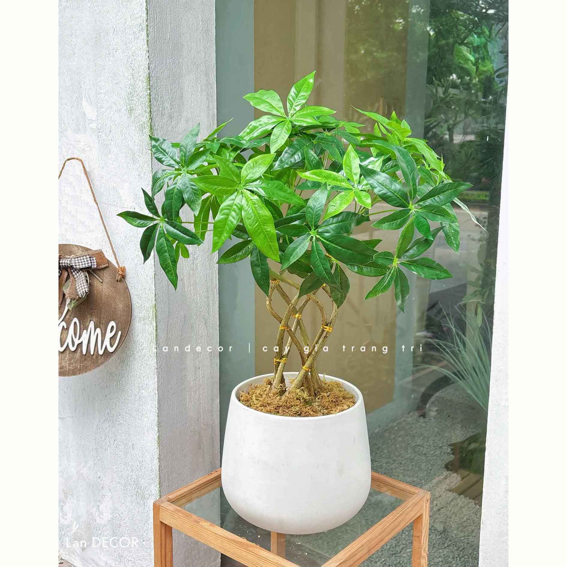 Cây Giả - Chậu Cây Kim Ngân Dáng Bonsai Decor Độc Đáo (55cm)- LC3764