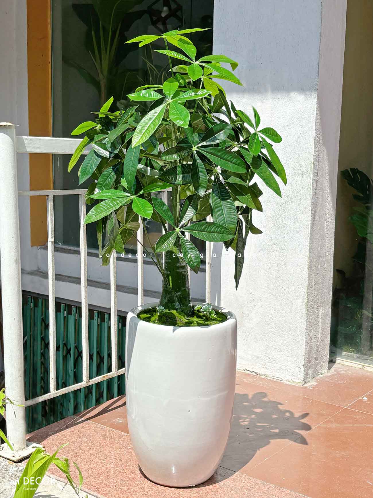 Cây Kim Ngân trang trí không gian hiện đại (85cm) - LC1989